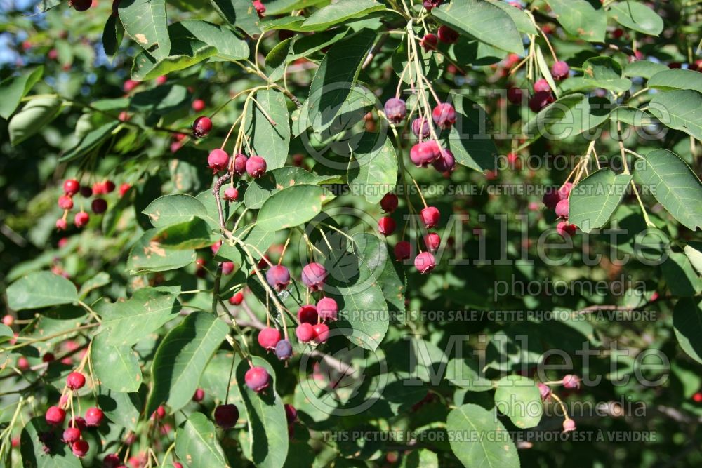 Amelanchier canadensis (Canadian serviceberry juneberry) 11  