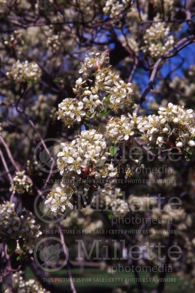 Amelanchier canadensis (Canadian serviceberry juneberry)  3