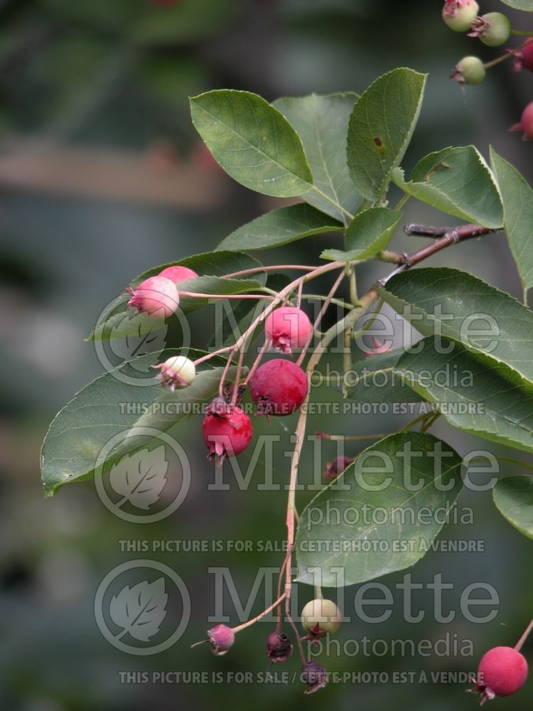 Amelanchier canadensis (Canadian serviceberry juneberry)  1