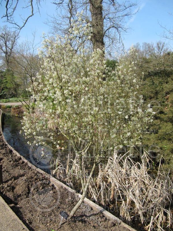 Amelanchier Rainbow Pillar or Glenform (Saskatoon) 5 