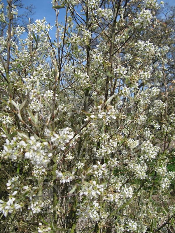 Amelanchier Rainbow Pillar or Glenform (Saskatoon) 3 