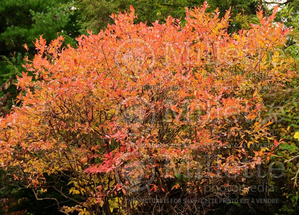 Amelanchier canadensis (Canadian serviceberry juneberry)  2