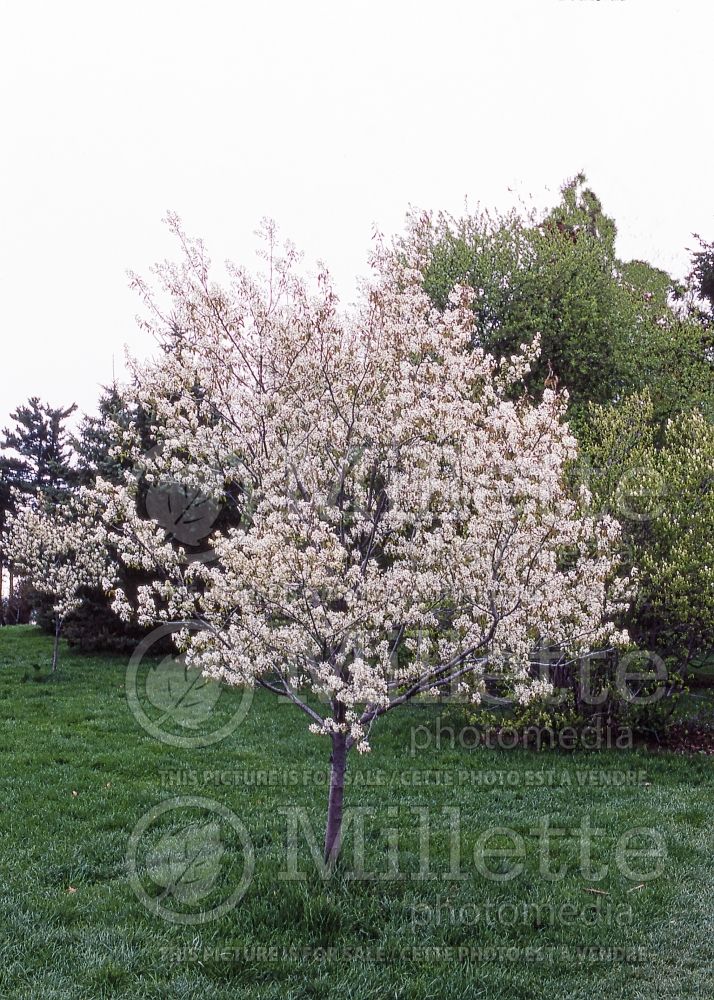 Amelanchier Autumn Brilliance (Saskatoon Serviceberry juneberry) 4  