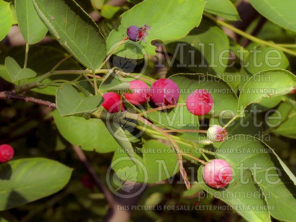 Amelanchier Autumn Brilliance (Saskatoon Serviceberry juneberry) 5  