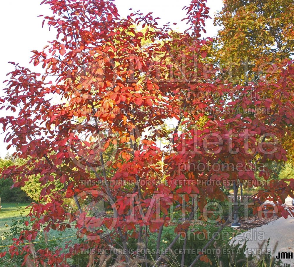 Amelanchier Autumn Brilliance (Saskatoon Serviceberry juneberry) 6  