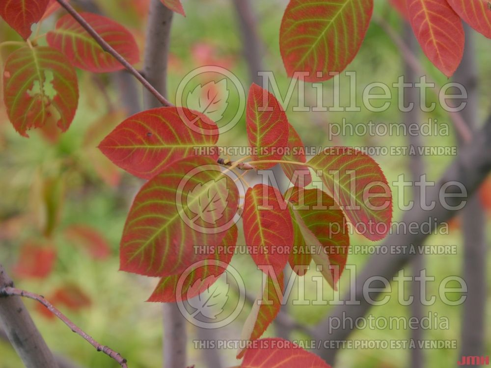 Amelanchier Autumn Brilliance (Saskatoon Serviceberry juneberry) 7  