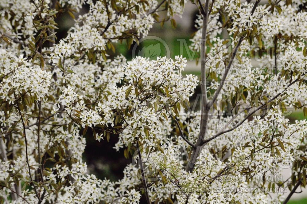 Amelanchier Autumn Brilliance (Saskatoon Serviceberry juneberry) 3  