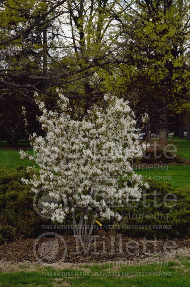 Amelanchier Autumn Brilliance (Saskatoon Serviceberry juneberry) 2  