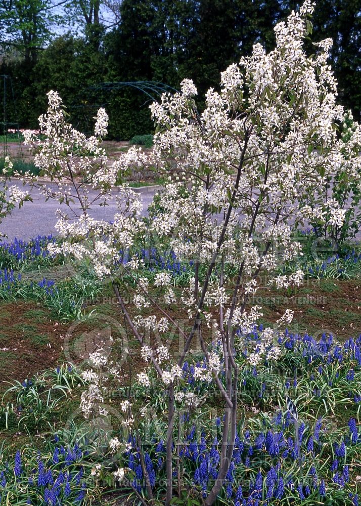 Amelanchier Princess Diana (Saskatoon apple serviceberry) 1 