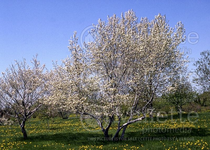 Amelanchier laevis (Saskatoon Serviceberry juneberry) 2  