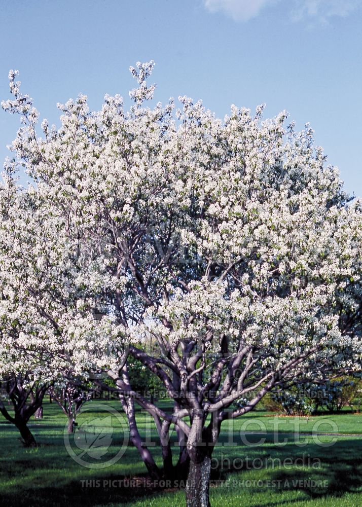 Amelanchier laevis (Saskatoon Serviceberry juneberry) 1  