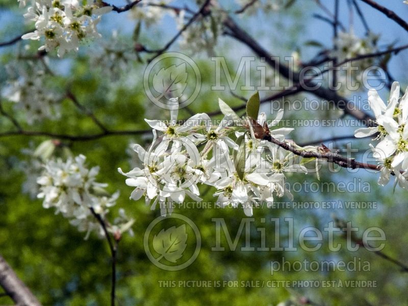 Amelanchier Cumulus (Saskatoon Serviceberry juneberry) 4  