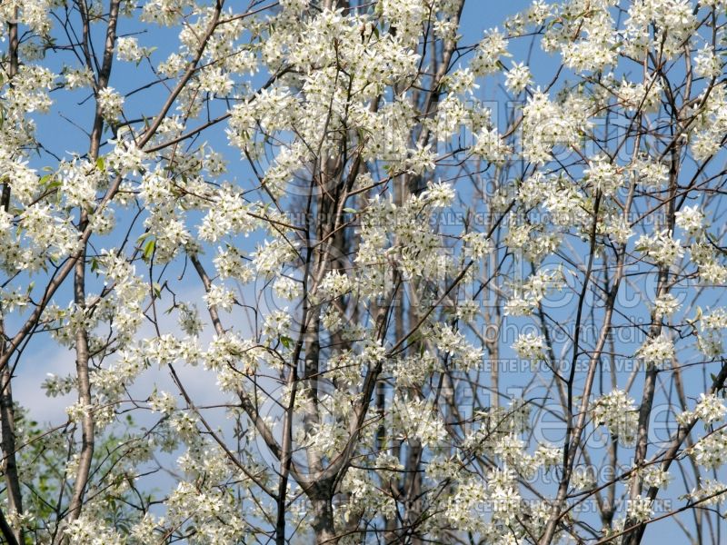 Amelanchier Cumulus (Saskatoon Serviceberry juneberry) 3  