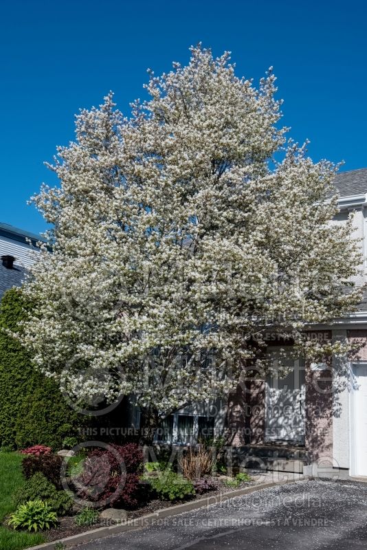 Amelanchier Cumulus (Saskatoon Serviceberry juneberry) 5  