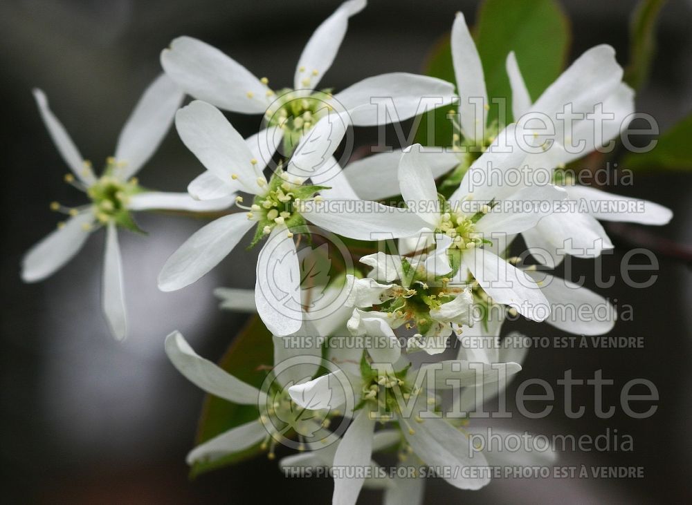 Amelanchier laevis (Saskatoon Serviceberry juneberry) 3  