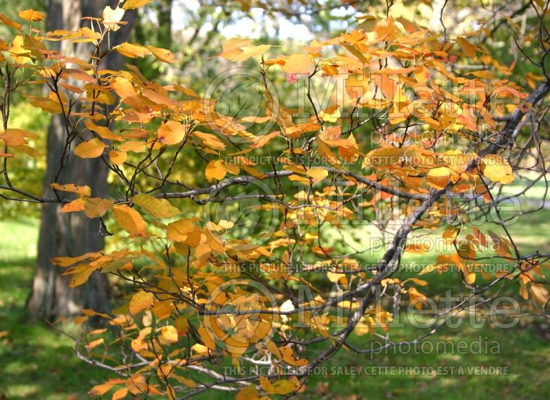 Amelanchier laevis (Saskatoon Serviceberry juneberry) 4  