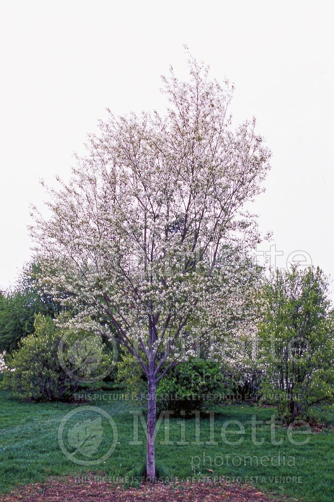 Amelanchier Lustre (Saskatoon Serviceberry juneberry) 1  