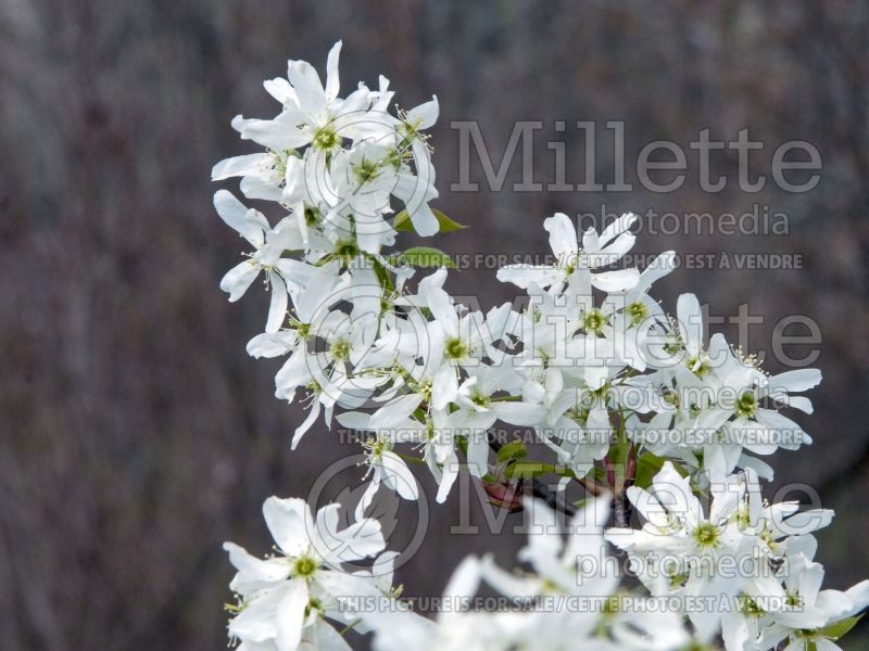 Amelanchier Snowcloud (Saskatoon Serviceberry juneberry) 2  