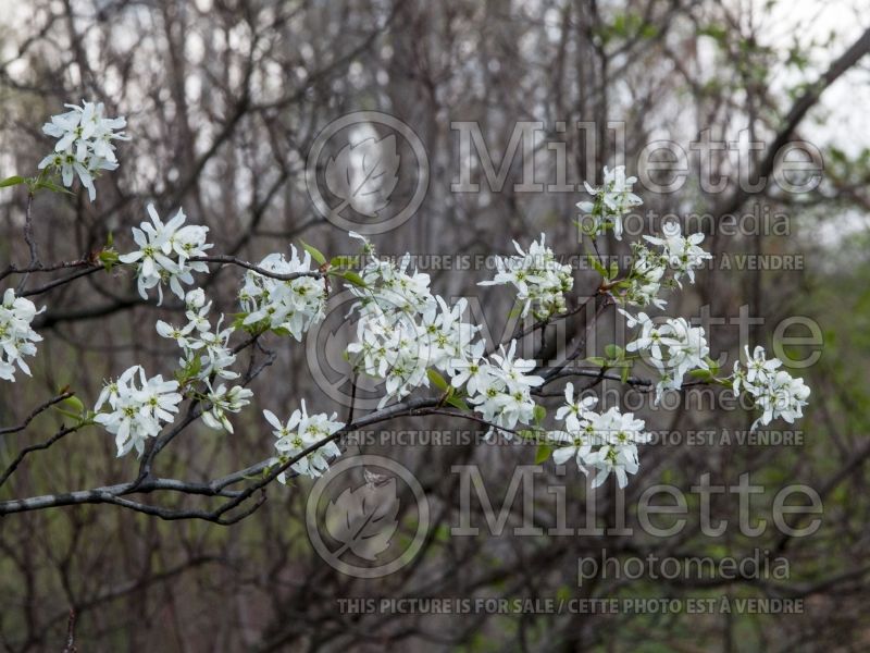 Amelanchier Snowcloud (Saskatoon Serviceberry juneberry) 3  