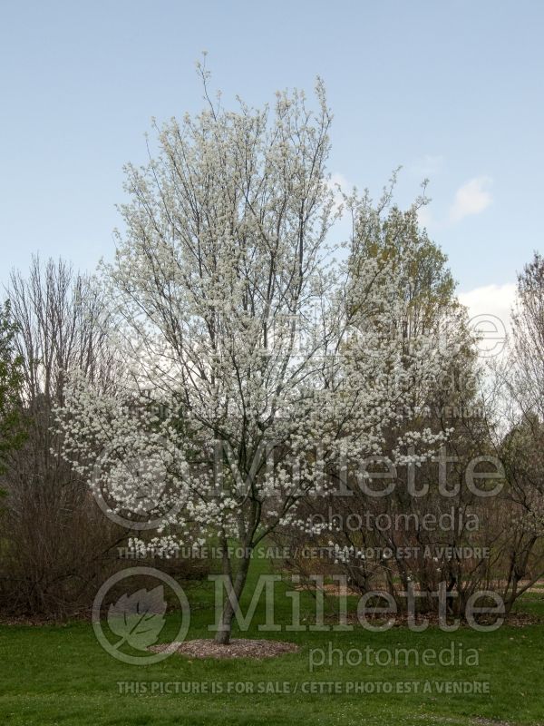 Amelanchier Snowcloud (Saskatoon Serviceberry juneberry) 1  