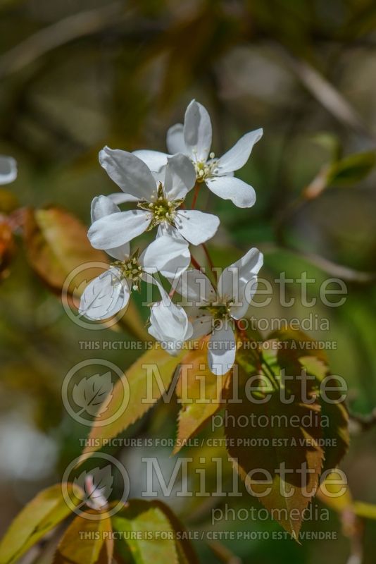 Amelanchier Snowflakes (Saskatoon Serviceberry juneberry) 1  