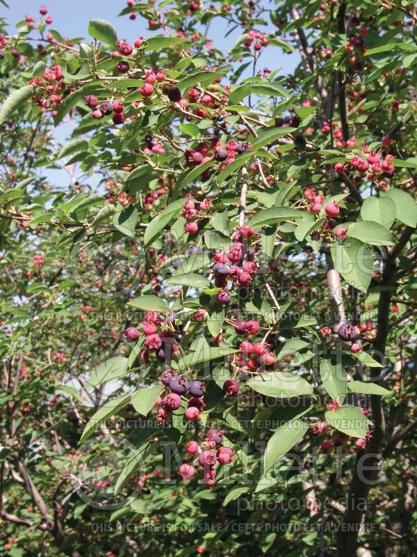 Amelanchier laevis (Saskatoon Serviceberry juneberry) 5  