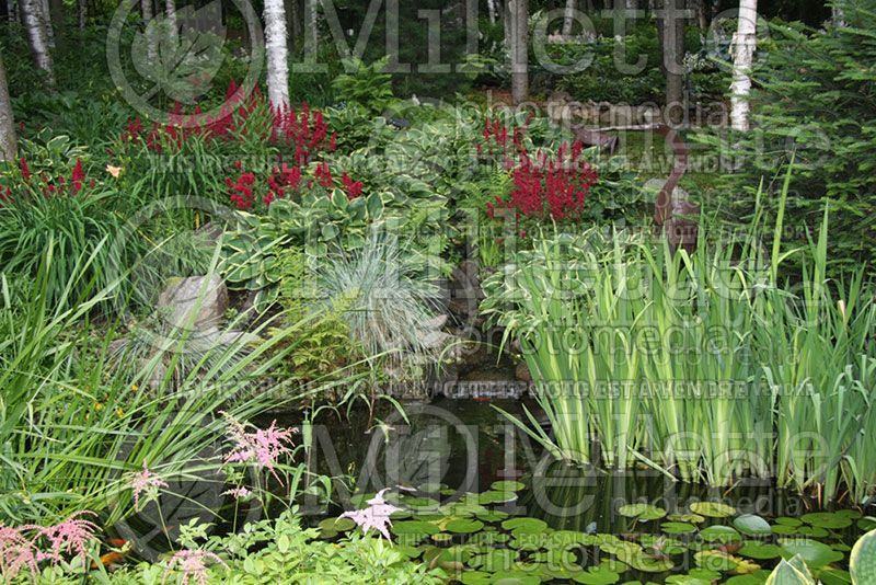 Garden landscaping around a pond - pond 25