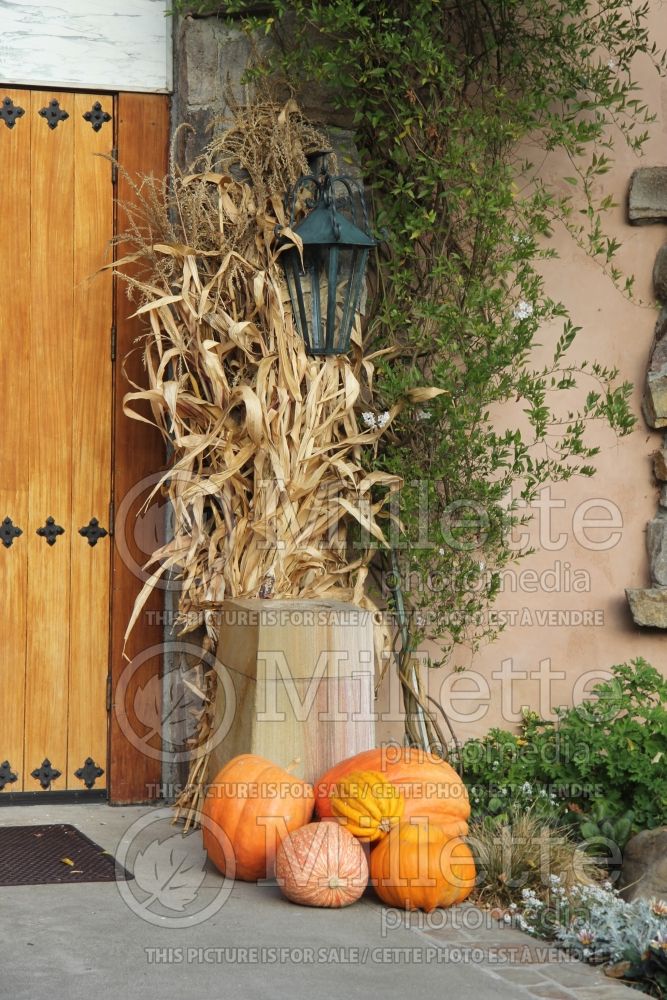 Landscaping with pumpkins in fall Autumn near a front door 48