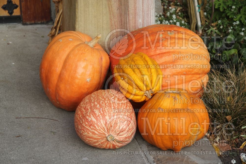 Landscaping with pumpkins in Autumn fall 50