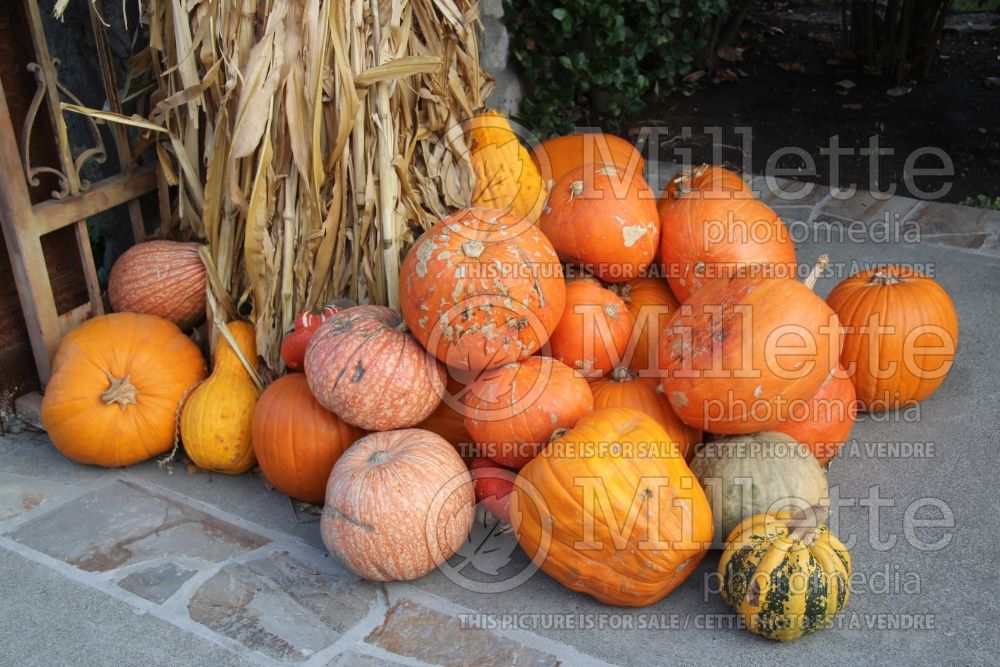 Landscaping with pumpkins in Autumn fall 49