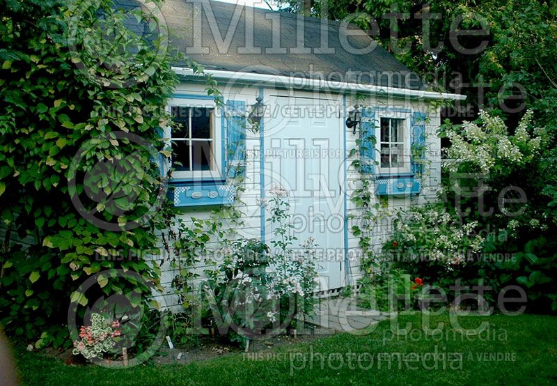 Landscaping around a garden shed (Landscaping)  2