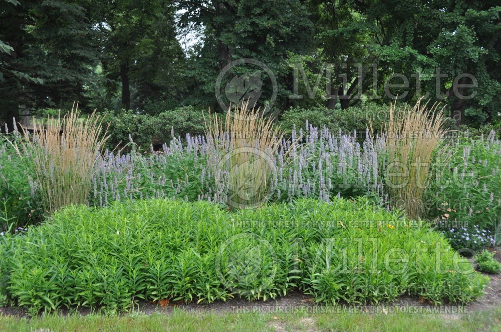 Landscaping with Agastache Blue Fortune and ornamental grasses 1