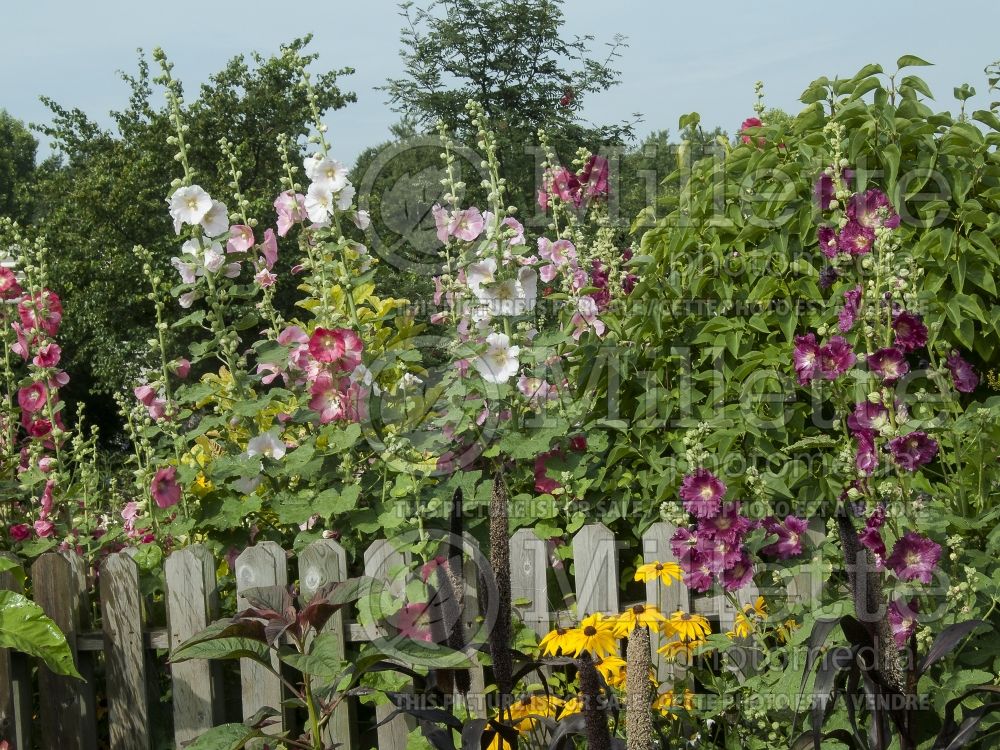 Landscaping with Alcea rosea near a wooden fence 1