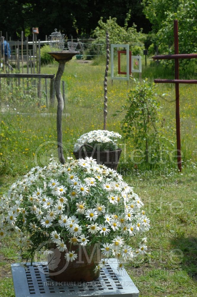 Landscaping with Argyranthemum - Daisy in a pot 1