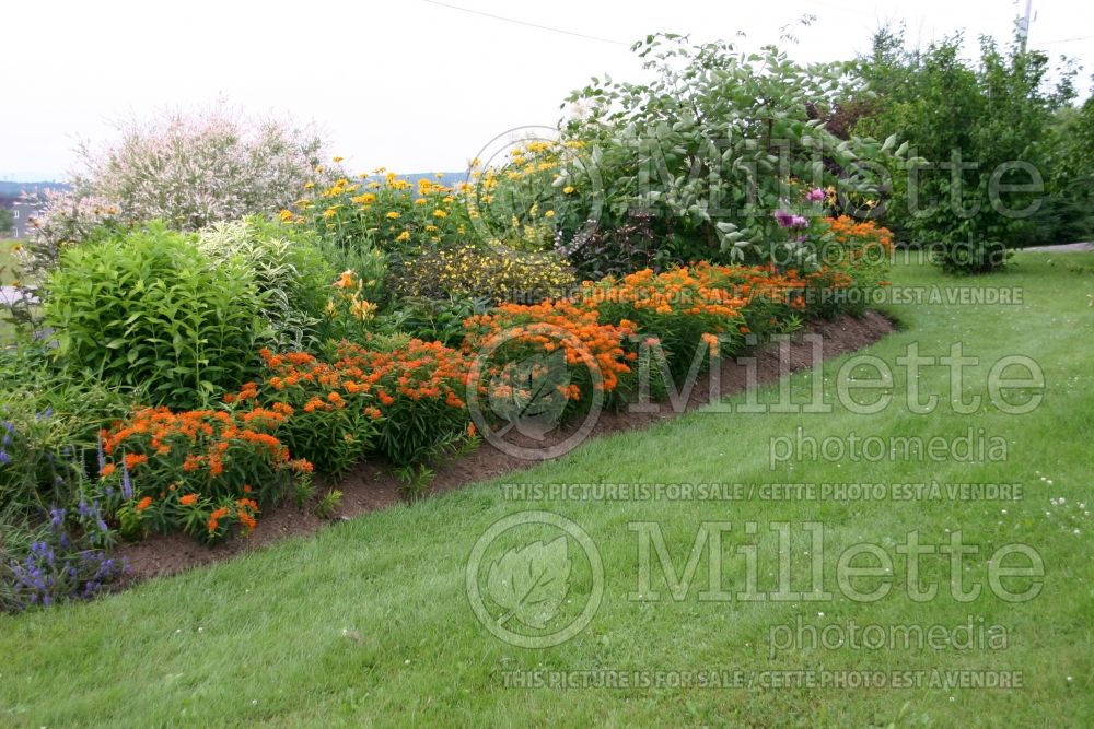 Landscaping with Asclepias tuberosa - Milkweed and other perennial plants 1 