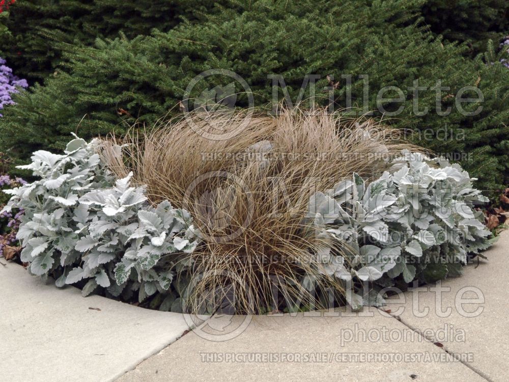 Landscaping with Carex Bronco in pot in the center of a flower bed 1