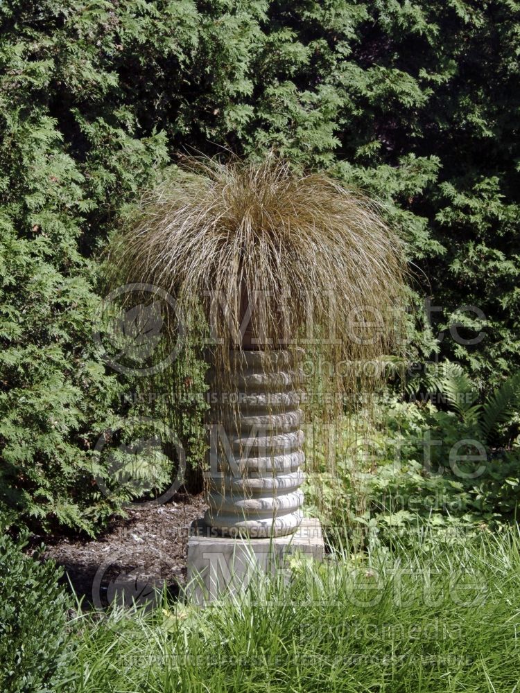 Landscaping with Carex in pot on a column 2