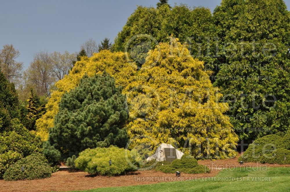 Landscaping with Chamaecyparis Filifera Golden Mop (Conifers) 2