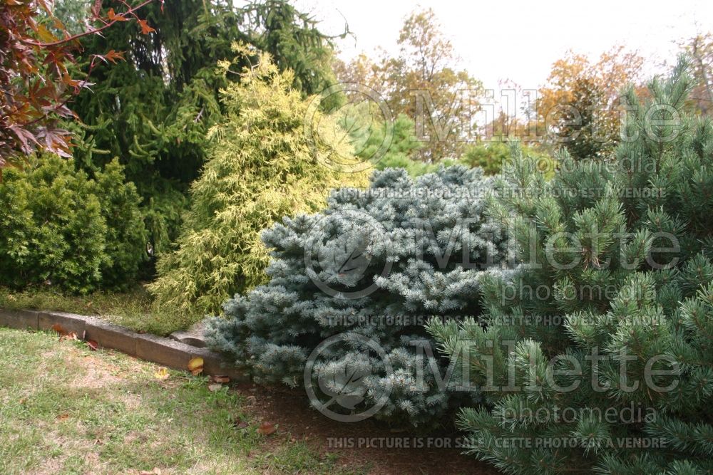 Landscaping with Chamaecyparis Filifera Golden Mop (Conifers) 1