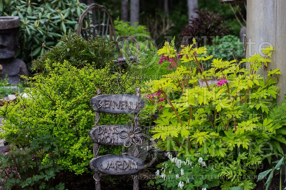 Landscaping with Dicentra and Berberis 1