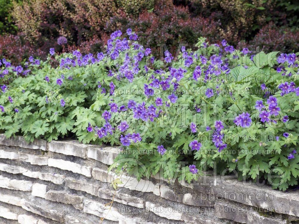 Landscaping with Geranium ibericum on a stone wall 1