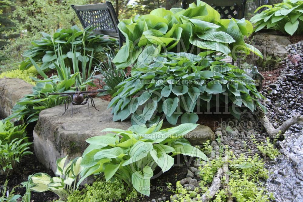 Landscaping with many hostas (Hadspen Blue) 2