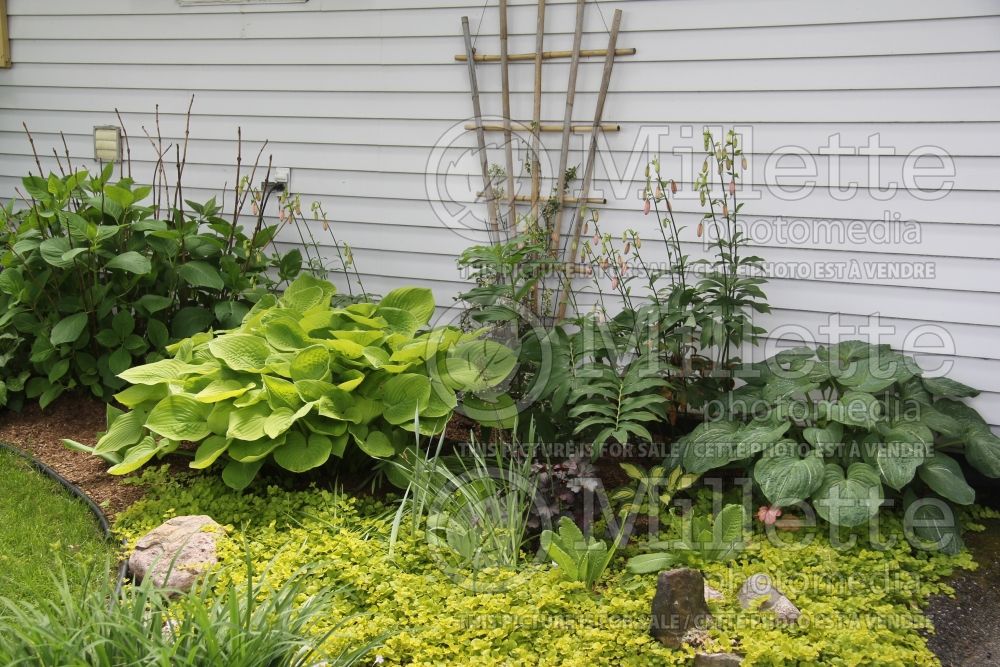 Landscaping with hostas among groud cover 1