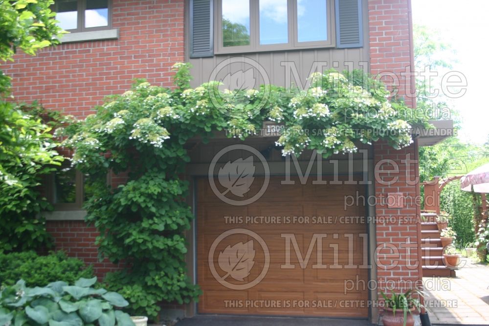 Landscaping with hydrangea petiolaris climbing around a garage door 1  