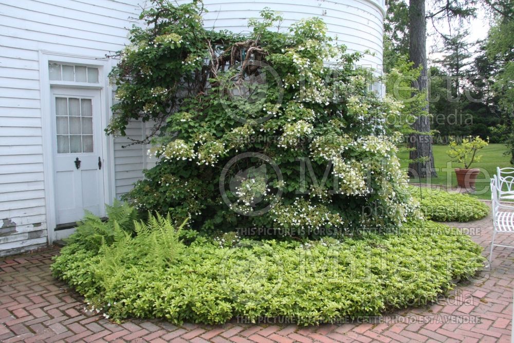 Landscaping with a climbing hydrangea petiolaris 2  