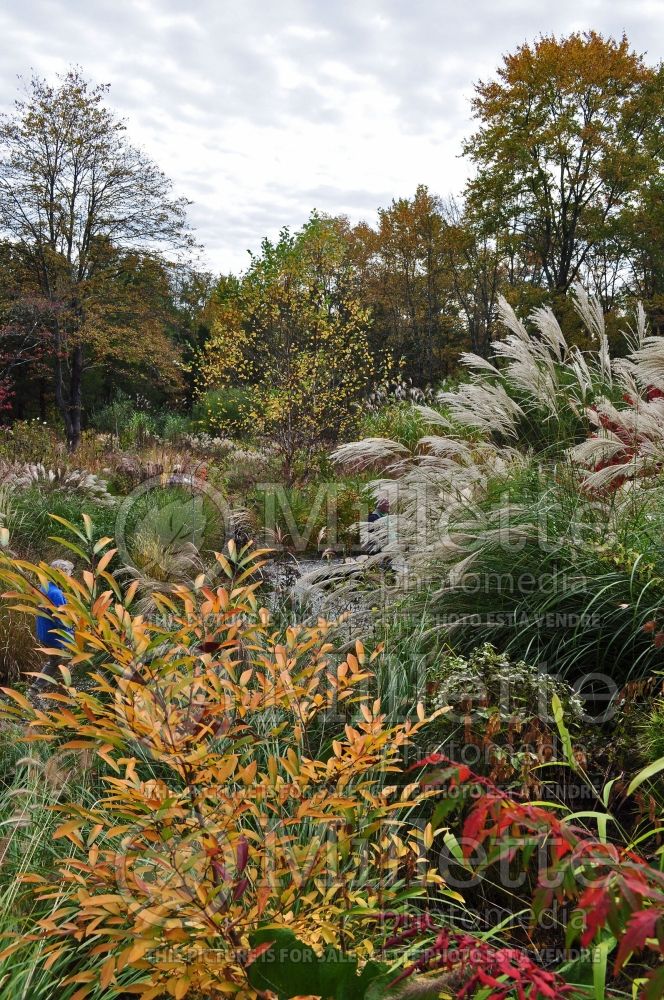 Fall landscaping with Lindera glauca v. angustifolia  Miscanthus and Rhus 1