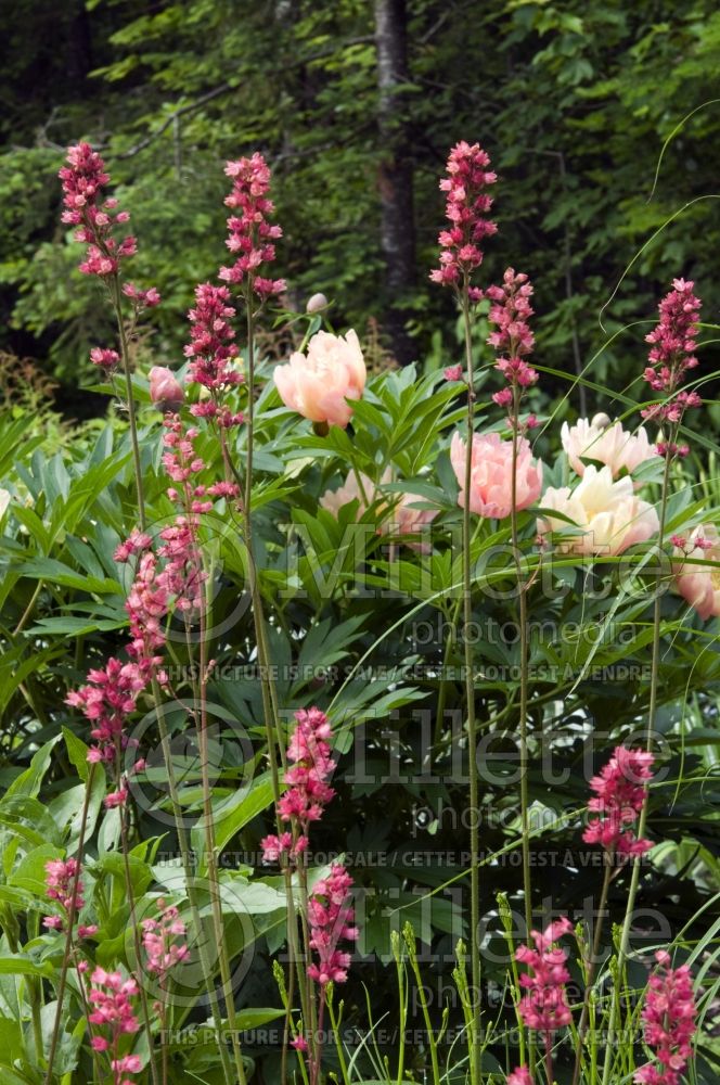 Landscaping around Paeonia Lollipop 1