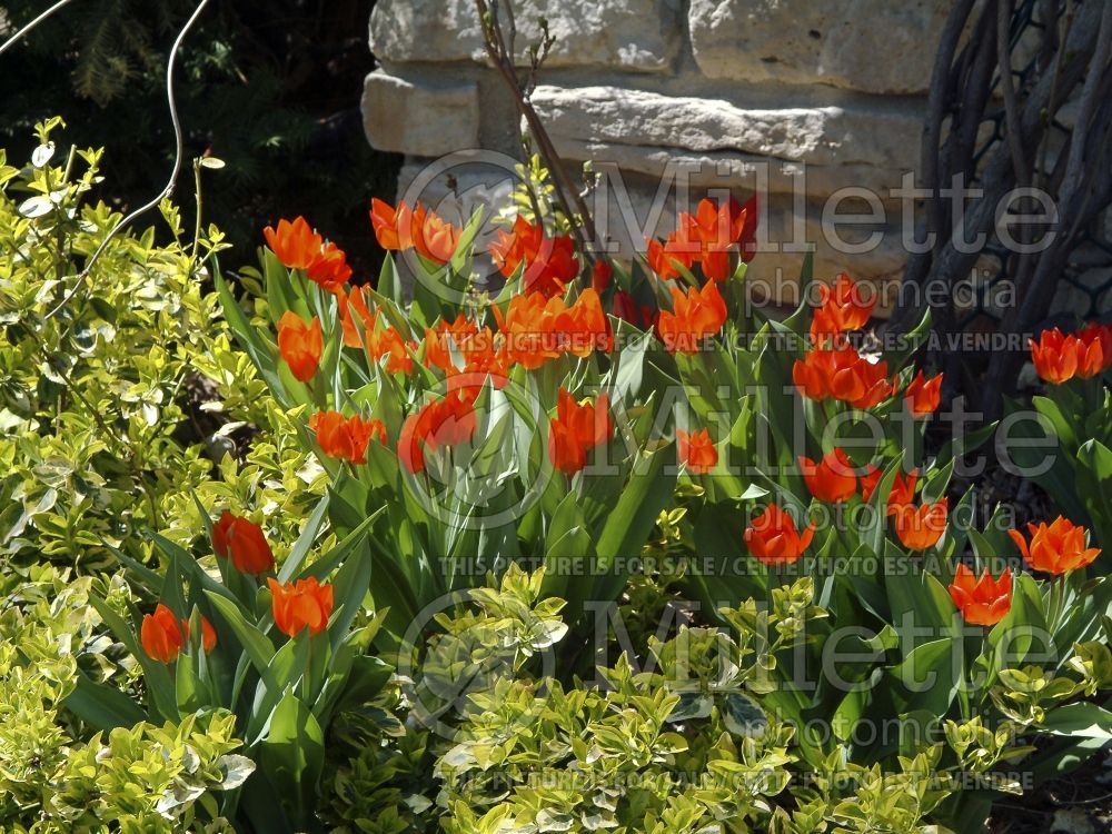 Landscaping with orange tulips 2