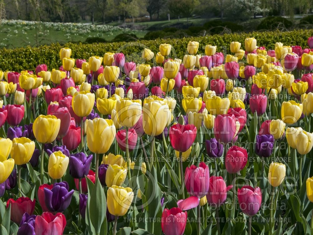 Landscaping with red and yellow tulips (Landscaping) 1