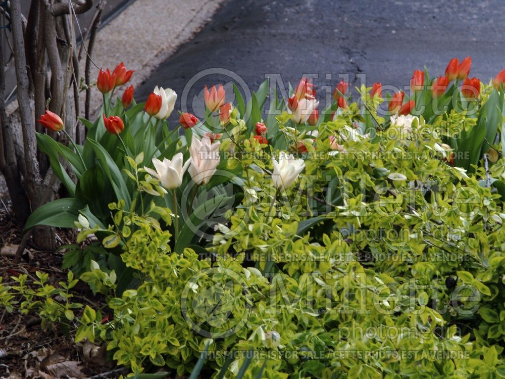 Landscaping with red and white tulips 3